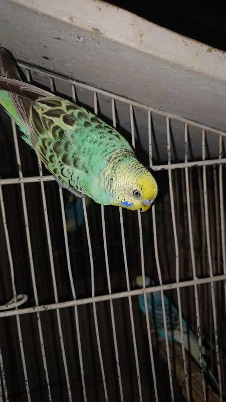 pestal, Lotino, green fisher budgie male 1