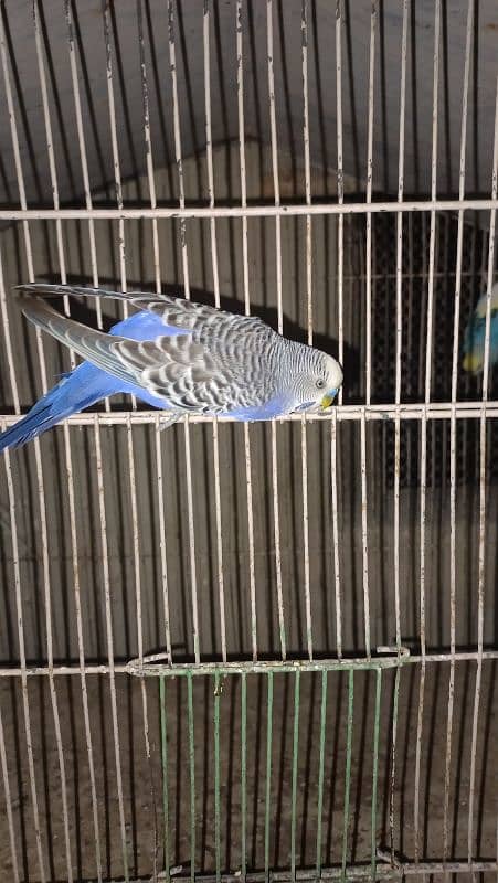 pestal, Lotino, green fisher budgie male 2