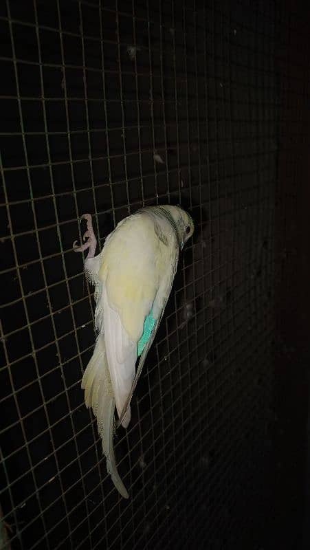 pestal, Lotino, green fisher budgie male 3