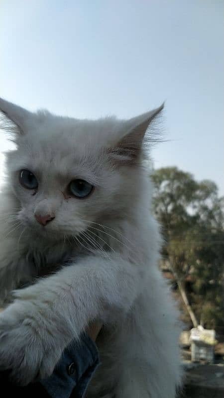 Persian cat pair - 1.4years age - ph #03221519512 4