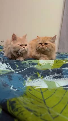 tripple coated persian pair