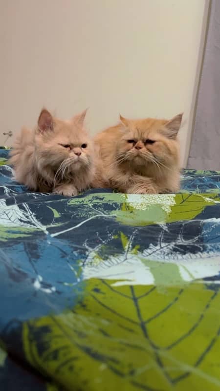 tripple coated persian pair 0