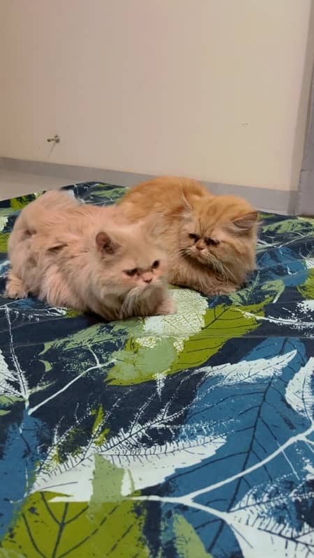 tripple coated persian pair 1