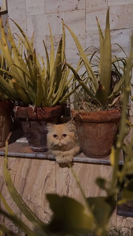 tripple coated persian pair 2