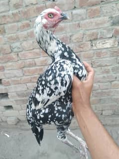 Aseel birds for sale