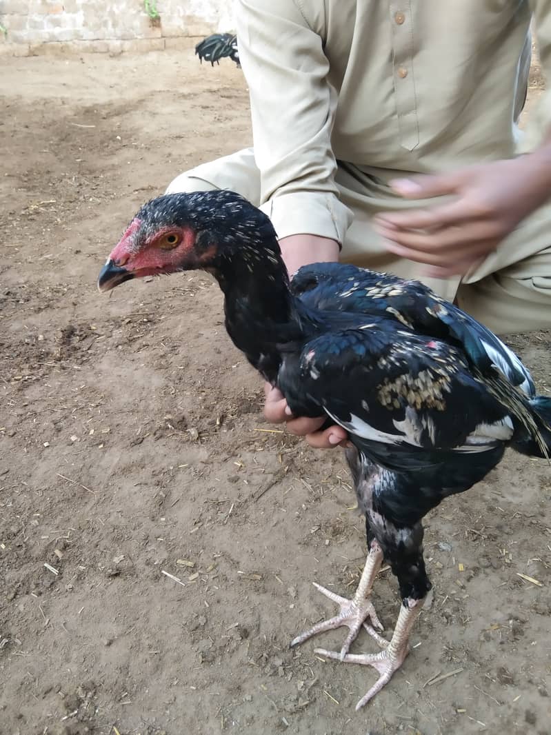 Aseel birds for sale 1