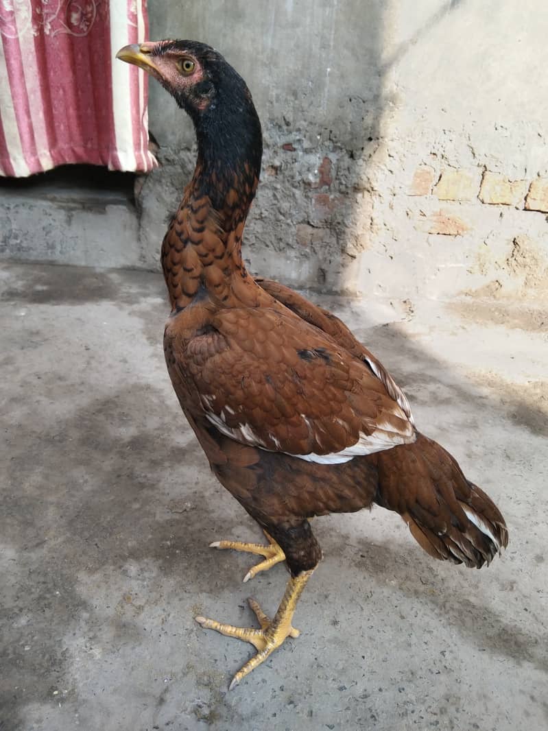 Aseel birds for sale 3