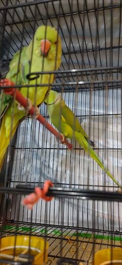 ring neck parrot breeder pair