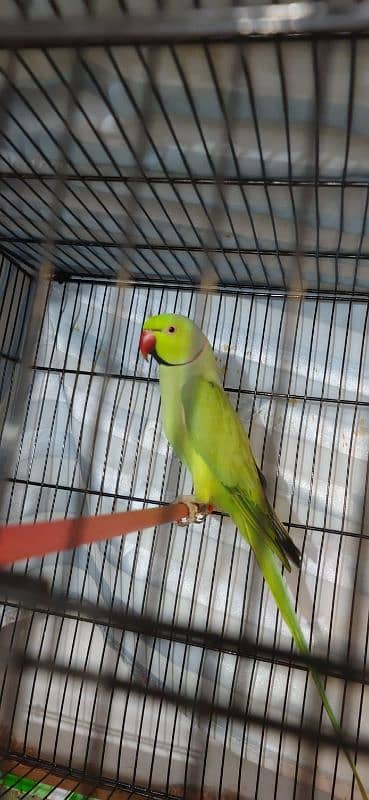 ring neck parrot breeder pair 1