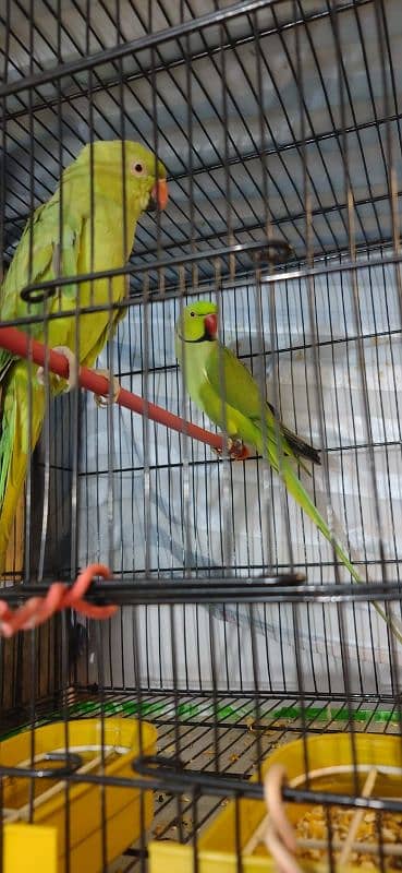 ring neck parrot breeder pair 2