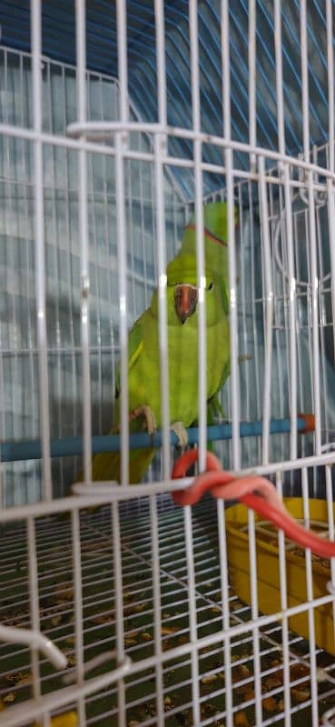 ring neck parrot breeder pair 3