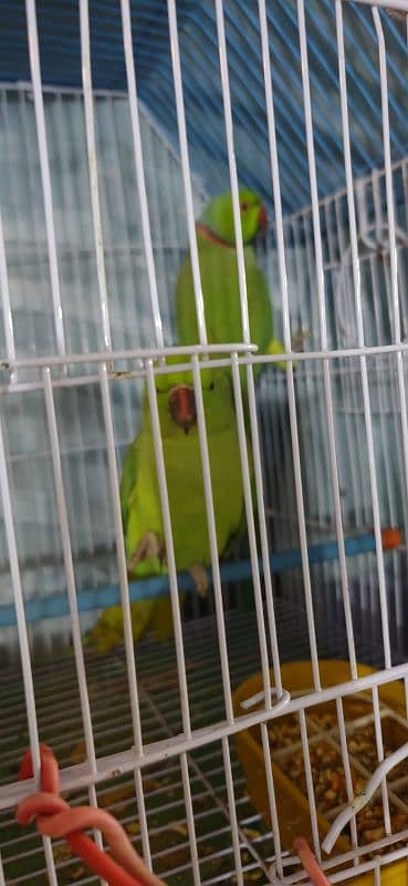 ring neck parrot breeder pair 4