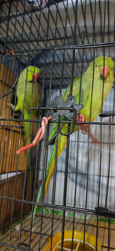 ring neck parrot breeder pair 5