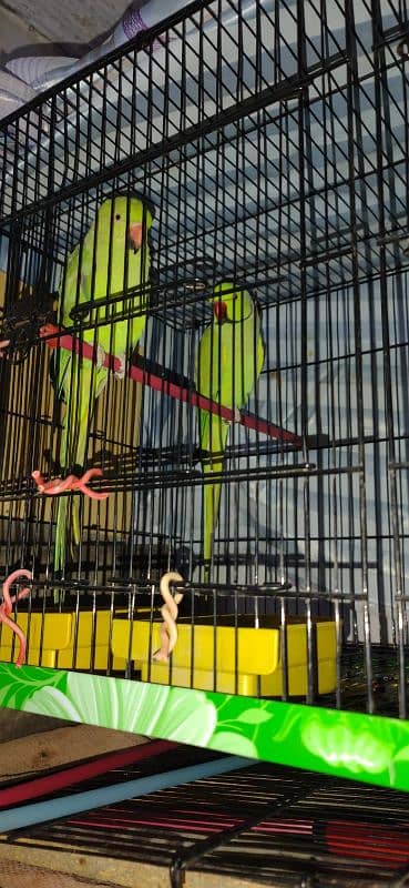 ring neck parrot breeder pair 7