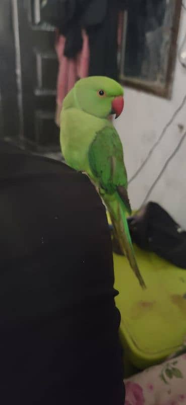 ring neck parrot breeder pair 8