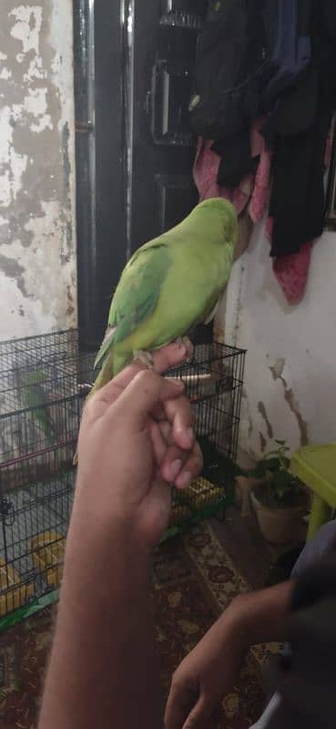 ring neck parrot breeder pair 9