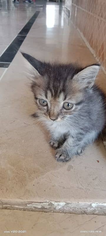 2 months old kittens, pair, playful, active, friendly. 0