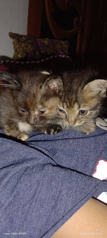 2 months old kittens, pair, playful, active, friendly. 5