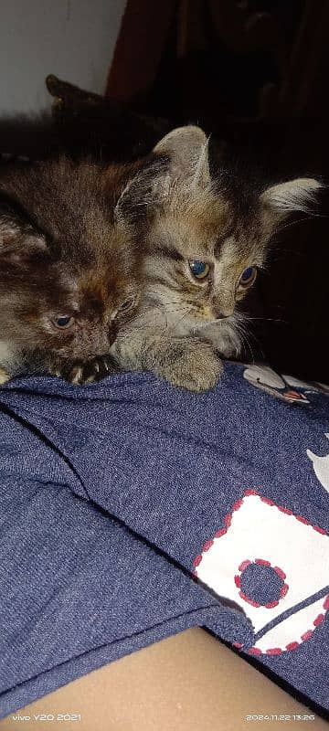 2 months old kittens, pair, playful, active, friendly. 6