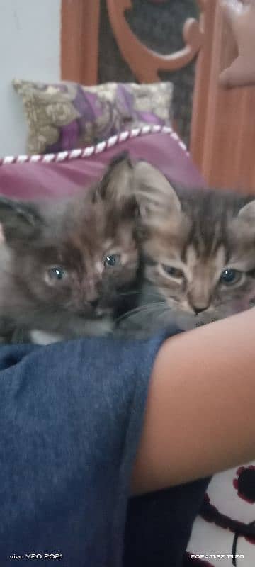 2 months old kittens, pair, playful, active, friendly. 7