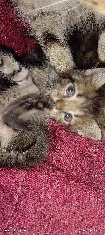 2 months old kittens, pair, playful, active, friendly. 8