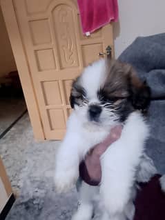 shihtzu puppies