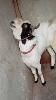 bakra biredar wtsb nmbr 03102639551