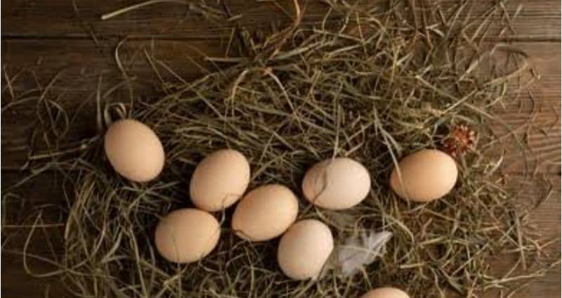 fresh desi egg for chick hatching 0