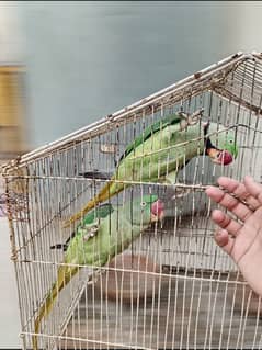 raw parrot pair