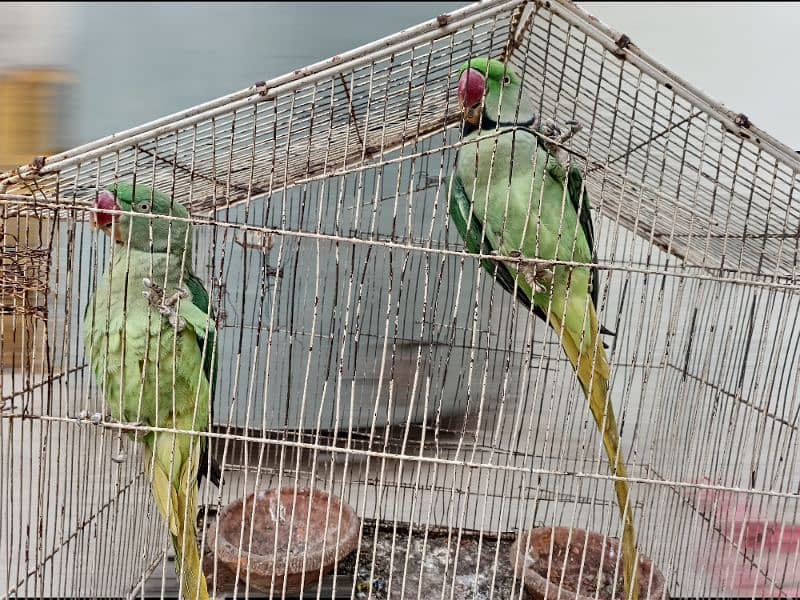 raw parrot pair 2