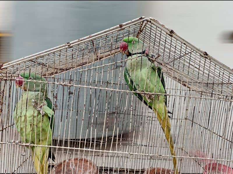 raw parrot pair 3