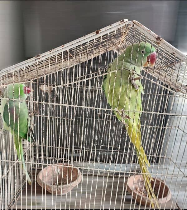 raw parrot pair 4