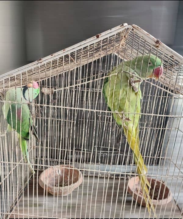 raw parrot pair 5