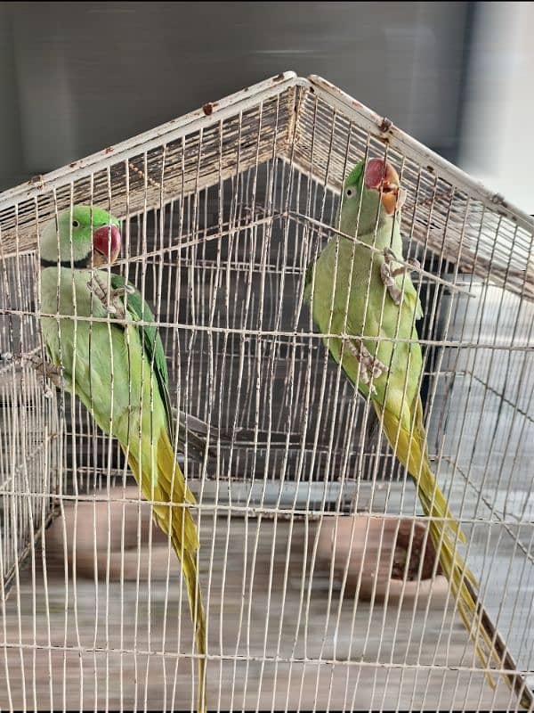 raw parrot pair 8