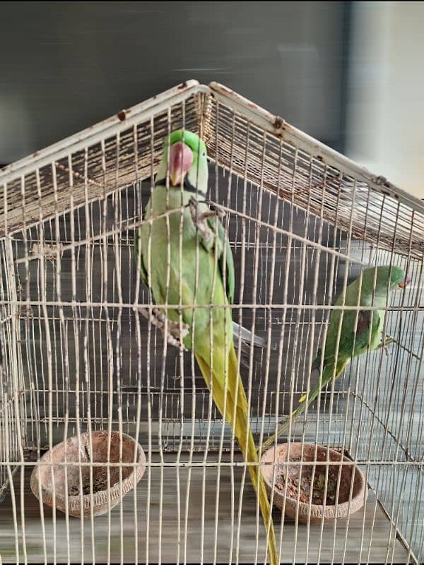 raw parrot pair 9