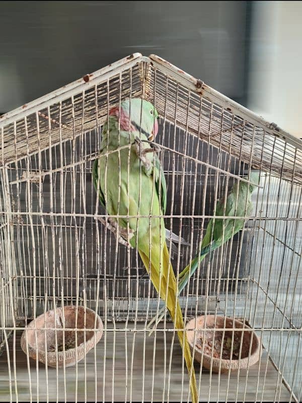 raw parrot pair 10