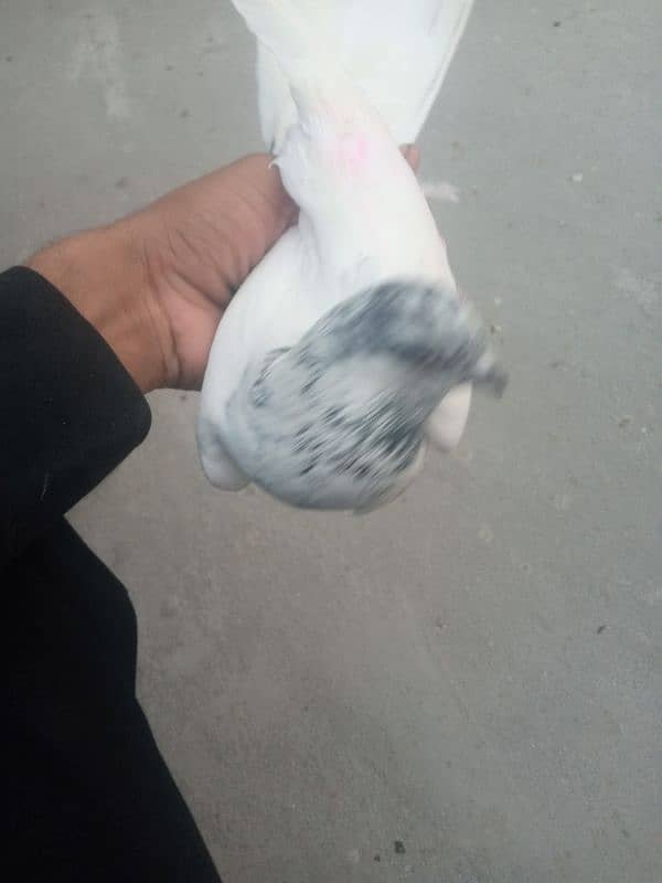 pigeon kabooter kabuter for sale 0