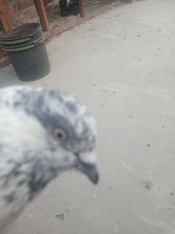 pigeon kabooter kabuter for sale 1