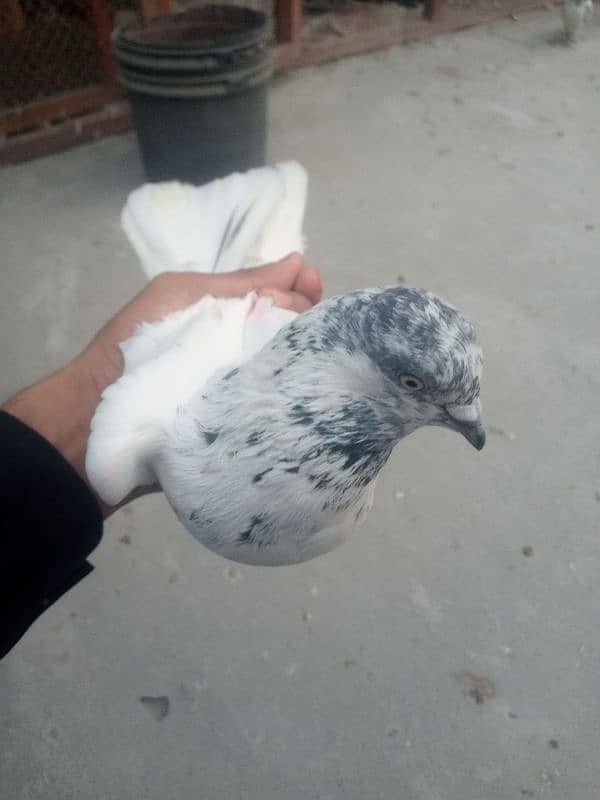 pigeon kabooter kabuter for sale 2