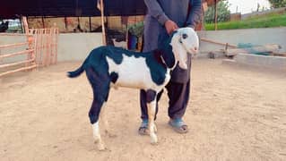 Ablack Bakra