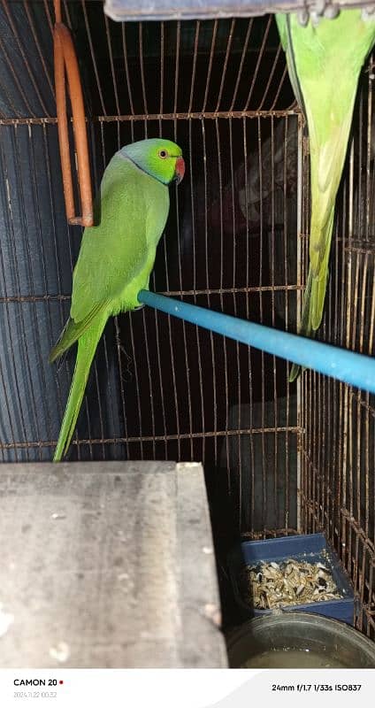 active parrot and beliding 0