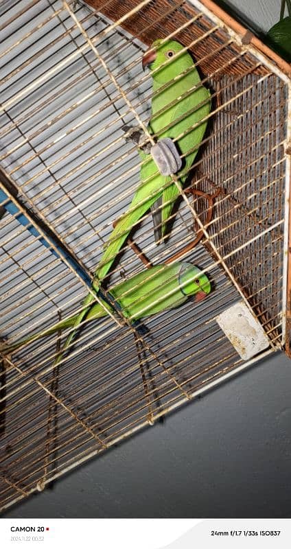 active parrot and beliding 1