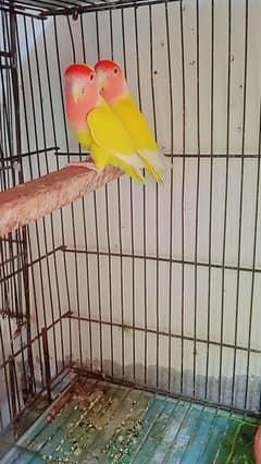 cocktail pair and love bird's breeder Pairs for sale