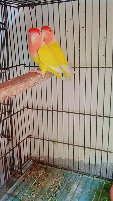 cocktail pair and love bird's breeder Pairs for sale 0