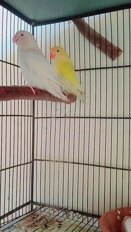 cocktail pair and love bird's breeder Pairs for sale 1