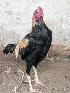 assel cock for sale. 03051687619