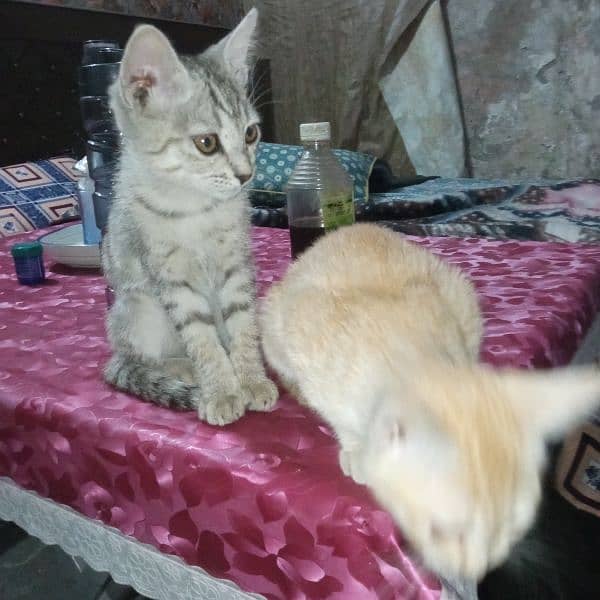 Persian cross double Cat Kittens pair 2.5 Months Male & Female 2