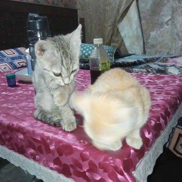 Persian cross double Cat Kittens pair 2.5 Months Male & Female 3