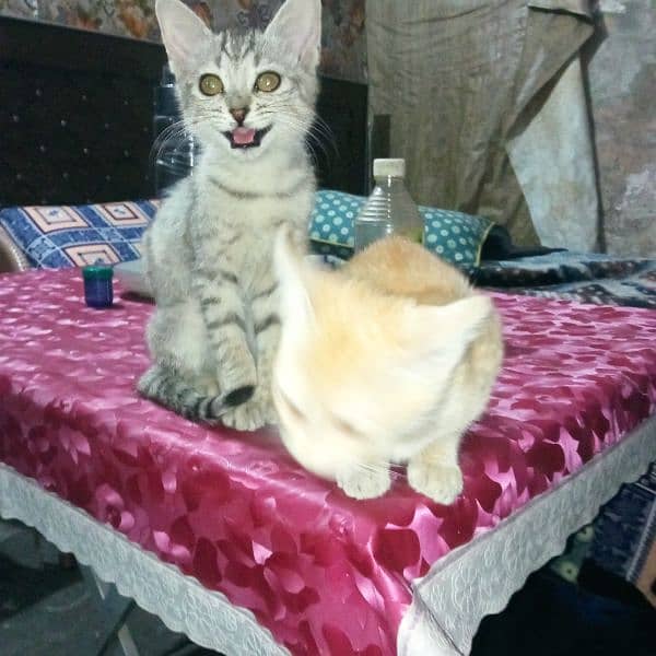 Persian cross double Cat Kittens pair 2.5 Months Male & Female 1