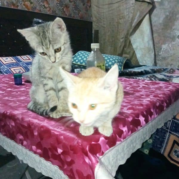 Persian cross double Cat Kittens pair 2.5 Months Male & Female 0